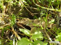 Moorfrosch (Rana arvalis)